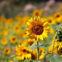 几点出生是饱鼠几点出生的饿鼠