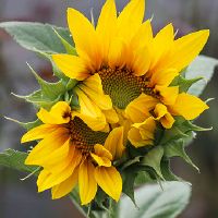 96年出生的生肖鼠幸运数字和颜色是什么