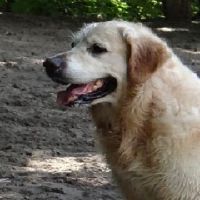 为什么千万别娶属狗女性