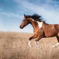 2022年8月属马的人事业运势怎么样