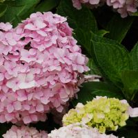 处女座男人因为什么原因会被女朋友背叛