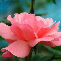 天秤座男人因为什么原因会被女朋友背叛