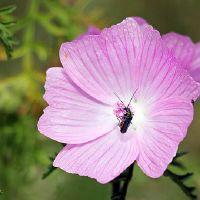 双鱼座男人因为什么原因会被女朋友背叛