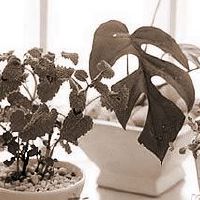 公司办公室的风水吉祥物放置有哪些注重？