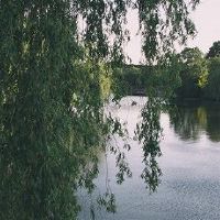 家里放雪柳有禁忌吗？
