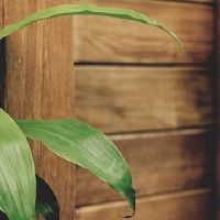 猪不能养什么植物
