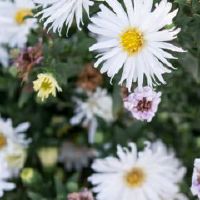 为什么门前不能种花？
