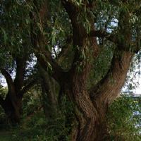 什么树适合顶层露台？
