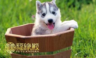 狗年生肖属相的人在2018年的年龄是多少呢？