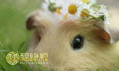 凭借特殊优势轻松获得成功的生肖排行榜