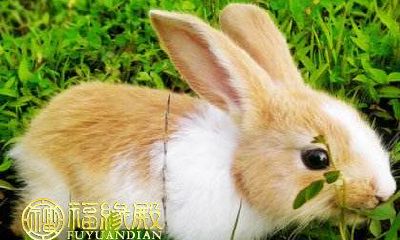 探寻生肖中长寿富贵的几个代表：走遍历史，发掘财运旺盛的生肖