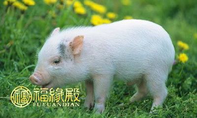 十二生肖中，哪些呈现年底顺风顺水前行之势？