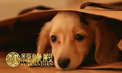 狗年生肖婚配表：让你找到最佳匹配的狗属相结婚对象！