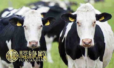 在下半年中，将会出现适合结交对象的不同生肖签属人