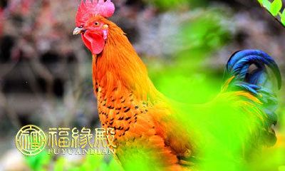 凭借上天眷顾而脱颖而出的几大生肖星座