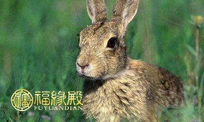 具有属兔女性的性格特征及个性习惯分析