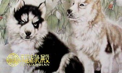 能否在同属狗的配对中找到完美匹配？