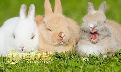 这些生肖在玩牌时心虚输到害怕，不敢把牌打大