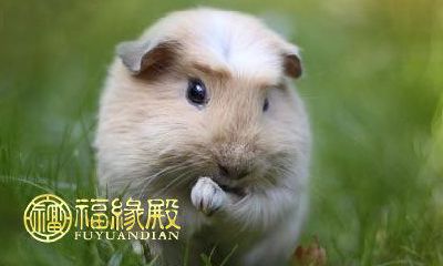 1987年出生的属兔人五行属于哪种？