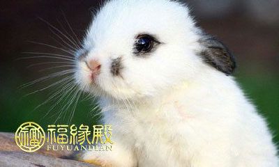 属兔的人和哪些属相存在相克关系？