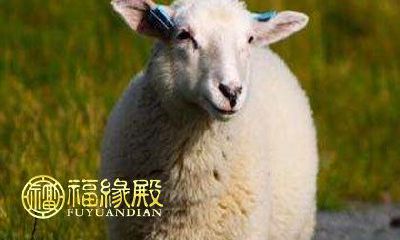 生肖之中总有贵人指引方向的几种动物