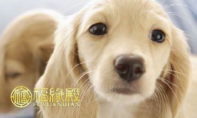 如何根据狗年特点灵活取名，为你的爱犬起一个符合其性格与特征的个性化名称？