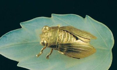 我梦见在家里发现一只金蝉，它引发了我对财富、幸福和传说中的神话生物的深刻思考