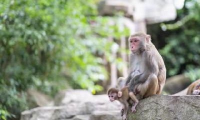 如何确定出生在1992年属猴的人的生肖贵人？有哪些方法来确定属相？