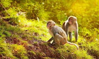 如何激发属猴人在剩余的2019年里的桃花运？