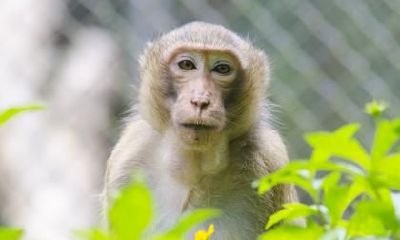 如何判断属猴人贵人是谁？属猴人的贵人属相是什么？