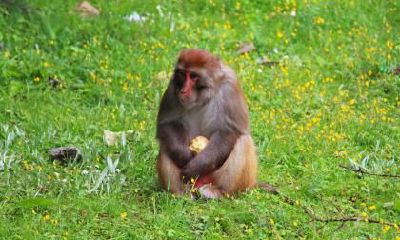 猴年属相者2021年末工作运势如何？吉祥方位何处安放？