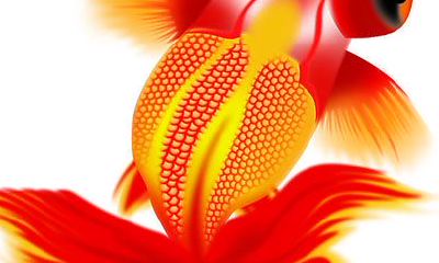 什么是周公解梦中金鱼的象征意义和预兆？