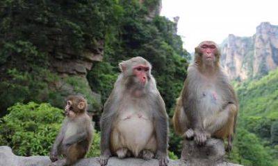 探究属猴人最令人厌恶的行为特征是哪些？