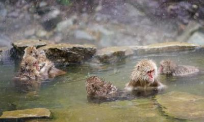 属猴的人担任老板时喜好之人甄别标准较高