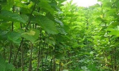 周公解梦：梦见桑树意味着什么？透析梦境中桑树的象征意义和未来可能的相关事件！