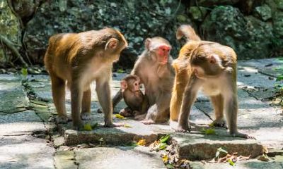 属猴的人应该扔掉哪些东西才能拥有一片广袤无垠的天地？