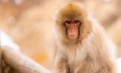 属猴的人口中最具有惊艳效应的一句话是什么？