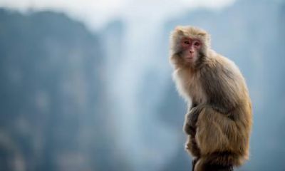 属猴男人的优点一览：探寻深度思考能力、懂得自我调节技巧、展现创新灵感及自然领袖魅力等方面突出！