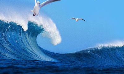 睡梦解析：周公之海鸥警语，拟讯公民心灵之鸣响