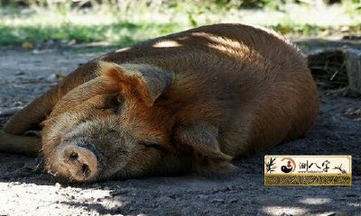 95年生肖属猪的人应该跟哪些属相进行匹配？