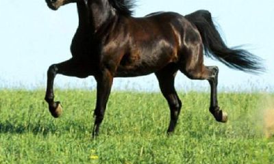 经过研究，你值得知道的属相马终身命运