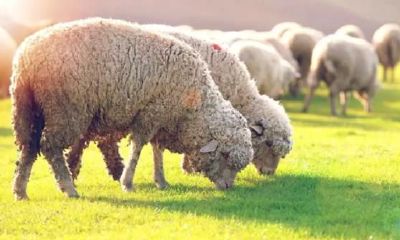 如果你遇到了生肖羊，最好不要靠近他，否则你可能会面临惨无人道的死亡