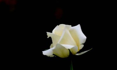 12月幸运星庇佑，各项运势亨通，诸事顺遂，惹人羡慕的四个属相就在这里！