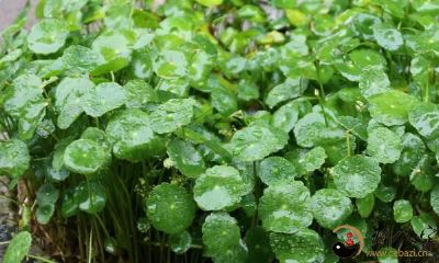 属于蛇年出生的人，适合饲养哪些宠物或家养动物，并在哪些方面具有潜在的好处？