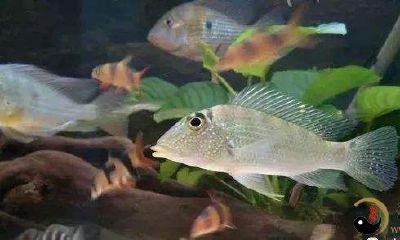 在梦中目睹家中鱼儿的离别：所有的宠物鱼在我眼前黯然离世