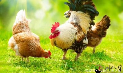 周公解梦：当你梦见鸡时，要小心燃起怒火；而当你梦见鸟时，心中浮现的是想要自由翱翔的渴望