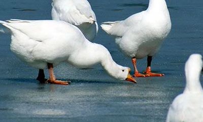 根据周公解梦，如果梦见鹅，那么这意味着什么？