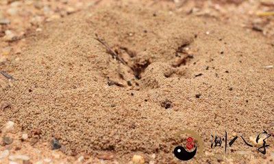 在梦中亲眼目睹了蚂蚁巢穴内成群结队的无数小蚂蚁