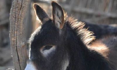 在静谧的深夜梦见了一只黑驴，带你探索奇幻的异境体验！