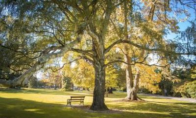 如何为2019年猪年芒种出生，五行缺木的女孩取名？